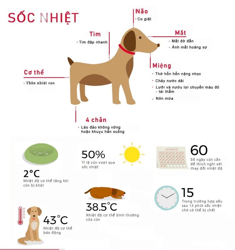 Làm gì khi chó bị sốc nhiệt cháy máu mũi trong mùa nóng? - J & Pet