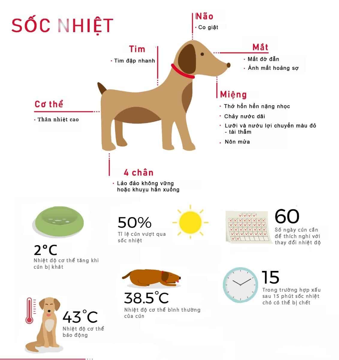 What are the symptoms and treatment for a dog experiencing heat shock and nosebleeds?