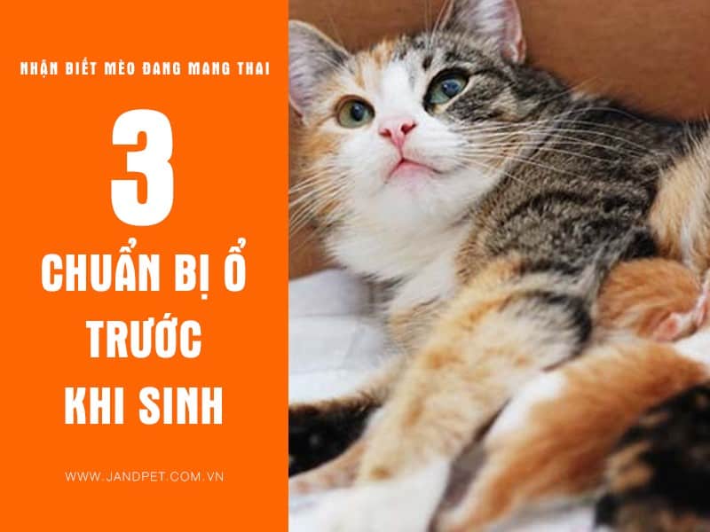 3 Chuan Bi O Truoc Sinh