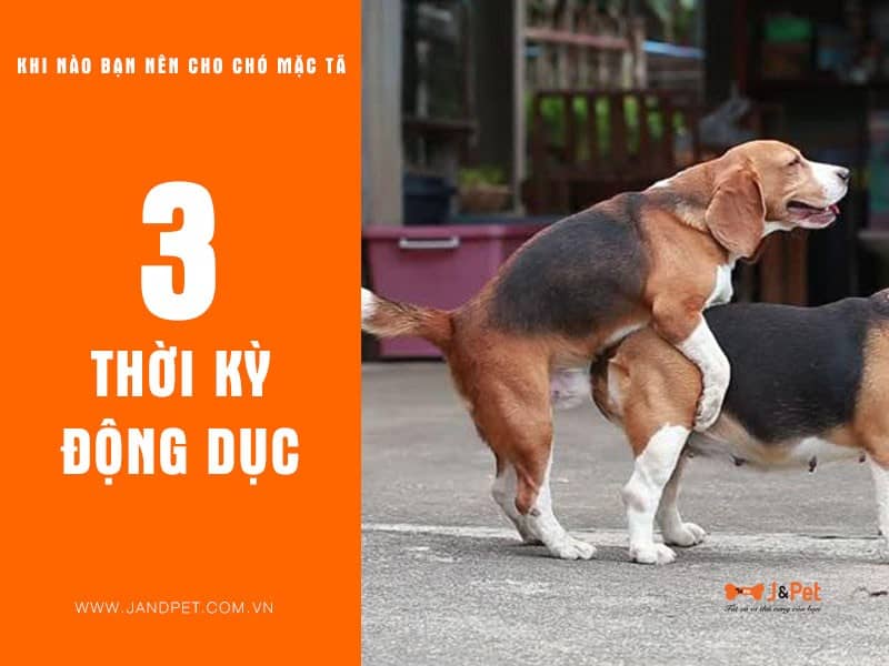 3 Thoi Ky Dong Duc