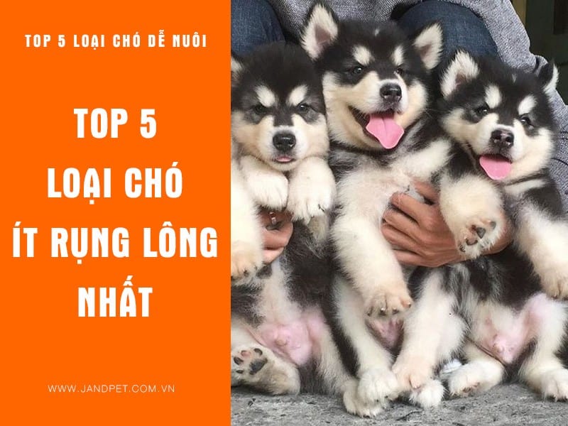 Top 5 Loai Cho It Rung Long Nhat