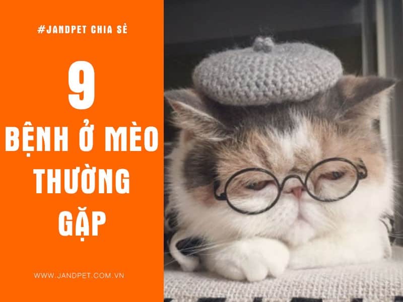 9 Benh Thuong Gap O Meo