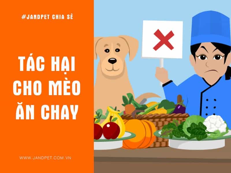 Tac Hai Cho Meo An Chay
